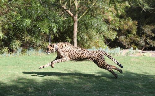 Side view of giraffe on tree