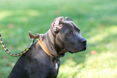 Close-up of dog outdoors