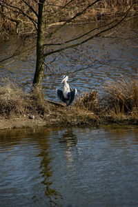 Bird in a lake