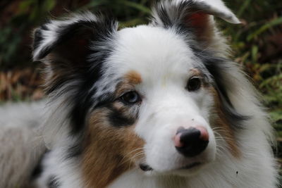 Close-up portrait of dog