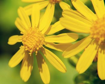 Close-up of yellow flower blooming outdoors