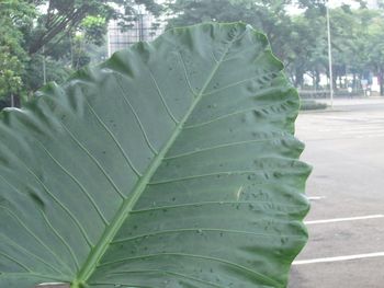 Close-up of leaf on tree