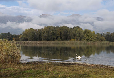 Swan swimming in lake against sky