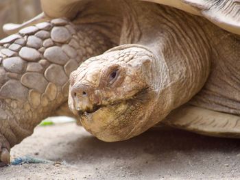 Close-up of tortoise in zoo 