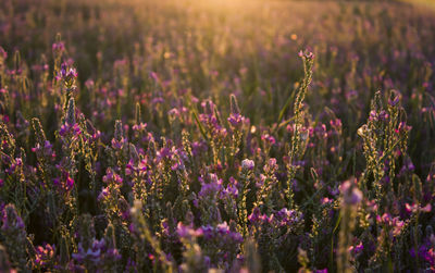 Close-up of purple flowering plants on field