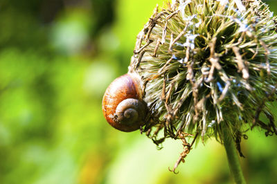 Close-up of snail on leaf