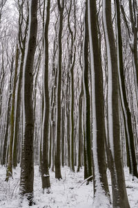 Bare trees in forest during winter