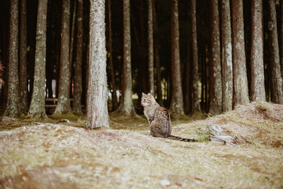 Cat sitting in a forest