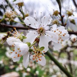 Close-up of white apple blossoms in spring