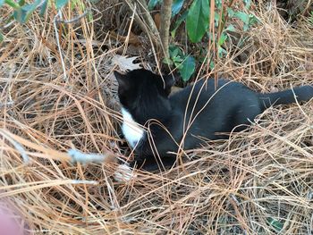 Cat in zoo