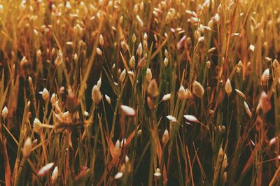 Close-up of wheat field