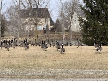 Flock of birds on the field