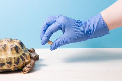 Land central asian tortoise and hand holds a tablet for treating turtles, vitamins for turtles