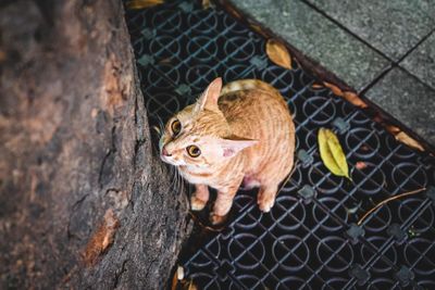High angle view of a cat