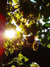 Low angle view of sunlight streaming through tree