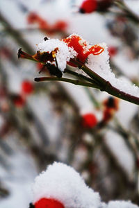 Close-up of frozen flower on tree during winter