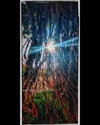 Close-up of illuminated glass window against trees at night