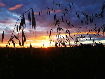 Close-up of plants on field against sky at sunset