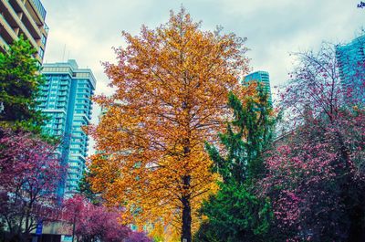 Close-up of tree against sky