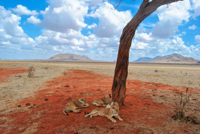 View of lizard on land