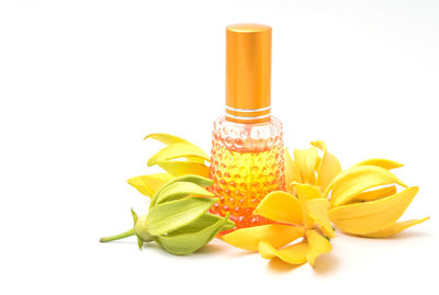 Close-up of yellow flower over white background