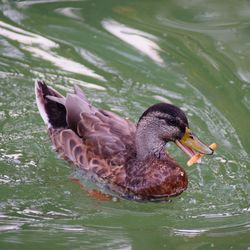 Duck swimming in a lake