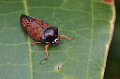 Close-up of insect on leaf