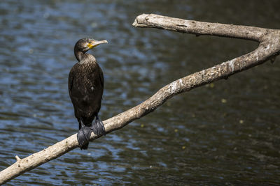 Close-up of cormorant perching on tree over lake