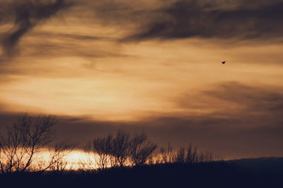 Silhouette birds flying against orange sky