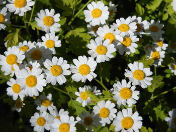 Close-up of white daisy flowers