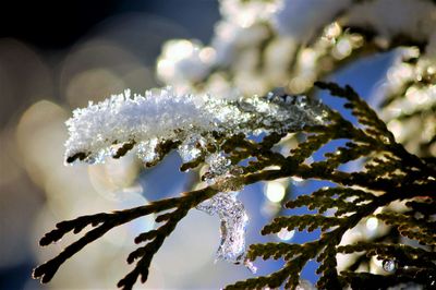 Close-up of snow on plant