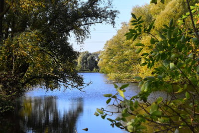 Scenic view of lake by trees against sky