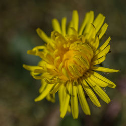 Close-up of yellow flower