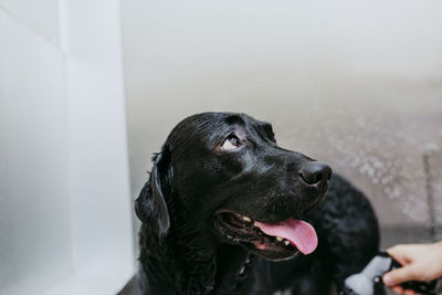 Cropped hand of person washing dog at home