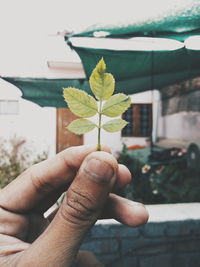 Close-up of hand holding plant