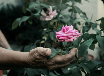 Close-up, female hands touching a rose