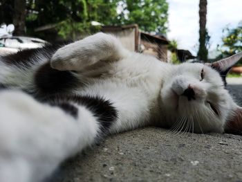 Close-up of cat sleeping