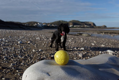 Man playing with ball on beach