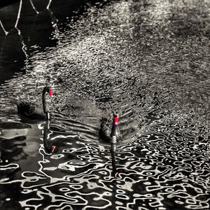 High angle view of ducks swimming in lake