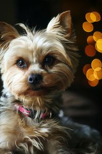 Close-up portrait of dog