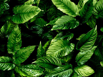 Full frame freshness tropical leaves surface texture in dark tone as rife nature background