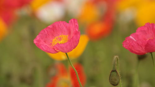 Close-up of pink poppy