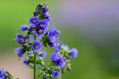 Close up of jacobs ladder flowers in bloom