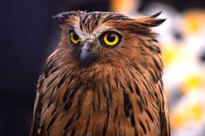 Close-up portrait of owl