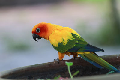 Close-up of parrot perching on a leaf