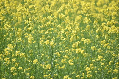 Full frame shot of fresh yellow flowers in field