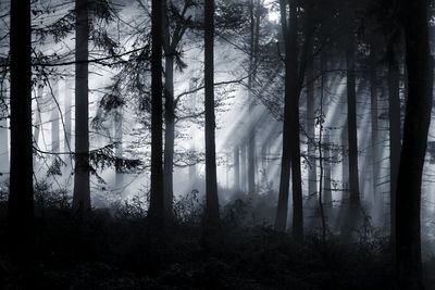 Trees in forest
