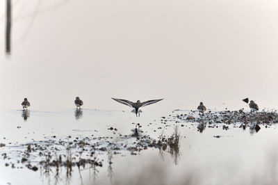 Birds flying over lake against sky