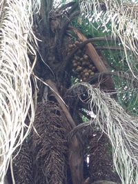 High angle view of tree roots on field