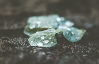 Close-up of raindrops on leaves